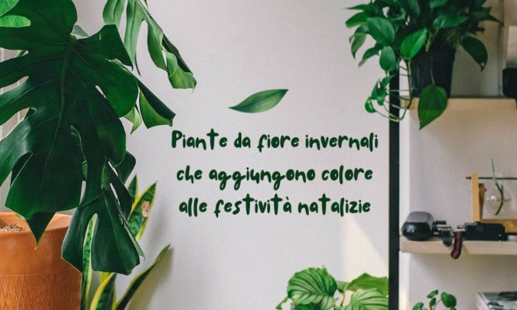 Piante da fiore invernali che aggiungono colore alle festività natalizie