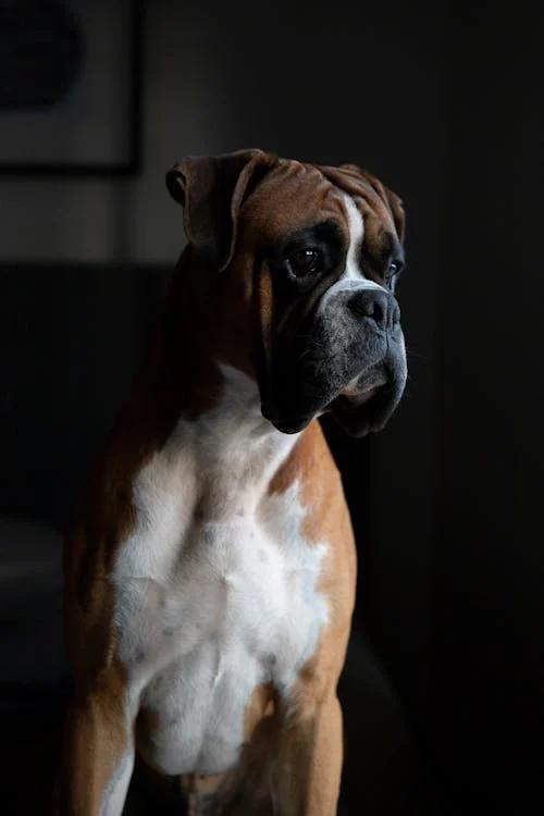 An image of a dog sitting on a sofa