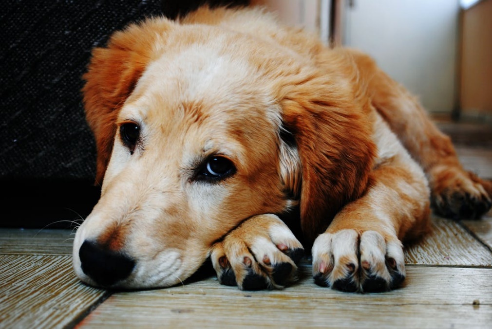 An image of a dog lying on the floor