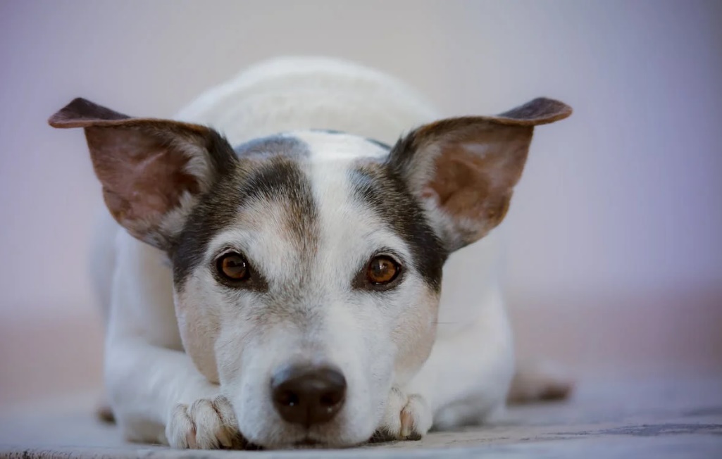 An image of a dog lying on the floor