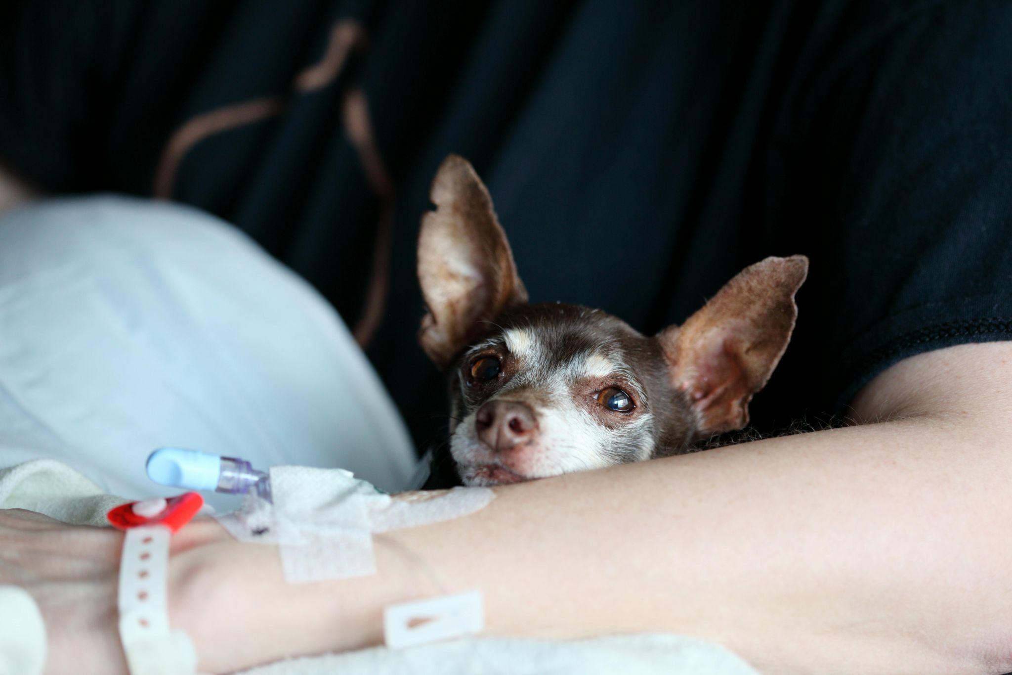 close-up of a patient’s arm and their emotional support dog
