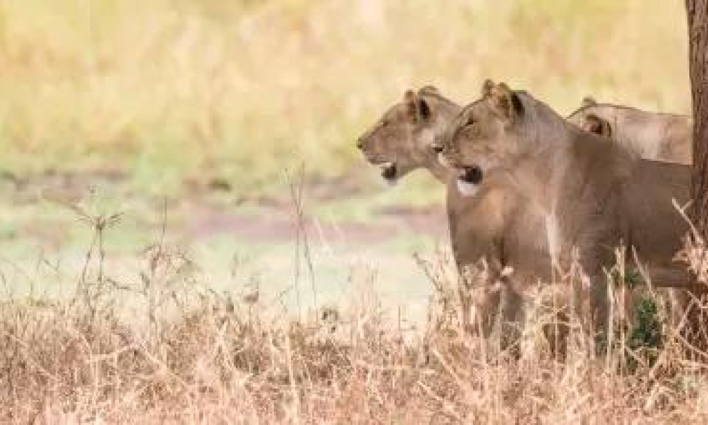 Johannesburg Hot Air Balloon Rides An Amazing African Travel Experience