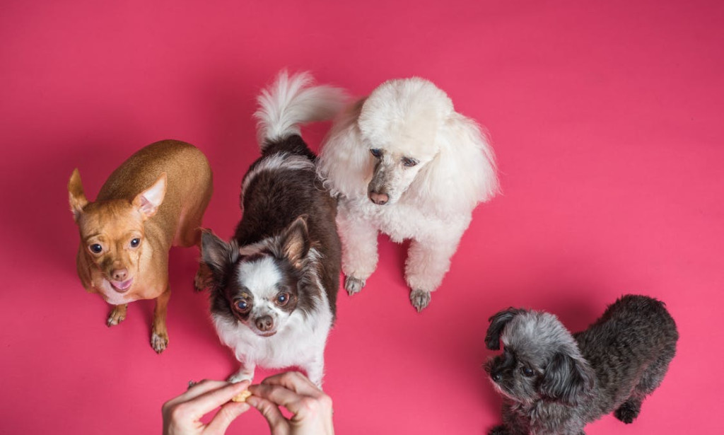 The Rise of Holistic Dog Care: Why Emotional Wellness Matters as Much as Obedience