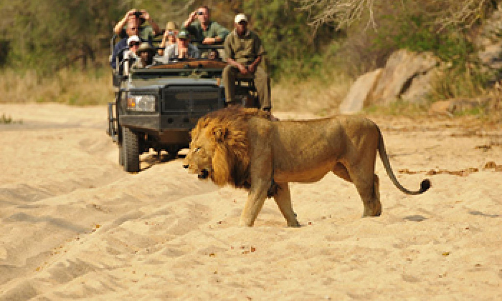Safari Trips in Africa Discover the Ultimate Journey with African Travel Gateway