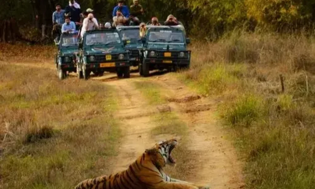 Bandhavgarh Safari Booking  Complete Guide to Permits, Zones & Online Reservation