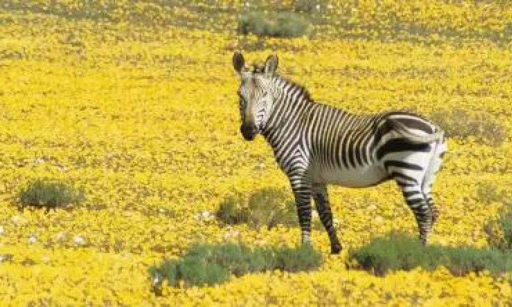 Hot Air Balloon Rides Prices in South Africa: Your Complete Guide to Hot Air Balloon Pretoria Experiences