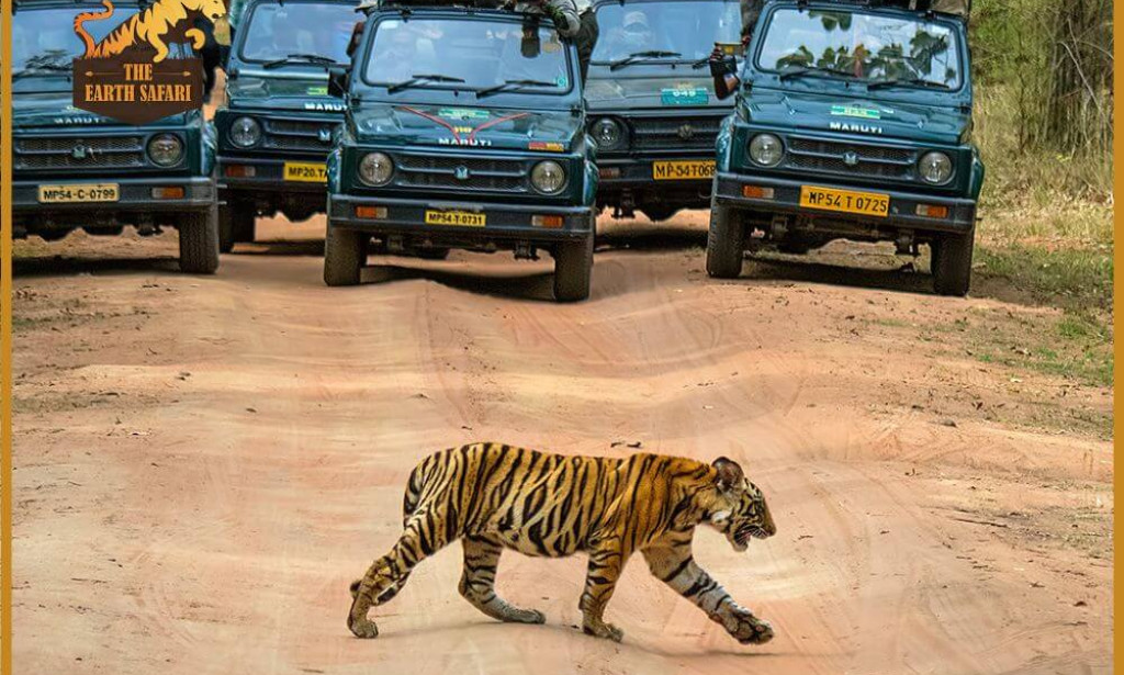 Best Resorts at Pench National Park for a Comfortable Jungle Stay