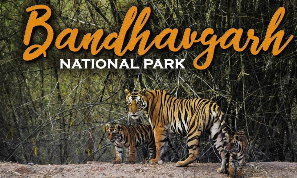 Explore Bandhavgarh Tiger Reserve with Easy Bandhavgarh Safari Booking