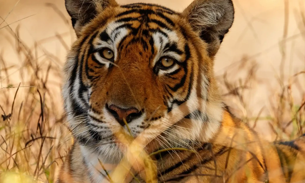 Kanha National Park – Where Wilderness Awakens Your Senses