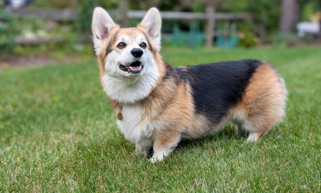 Pet Adoption Day - Quincy Animal Shelter, Polkadog and TLC Supply Host Pet Adoption Event